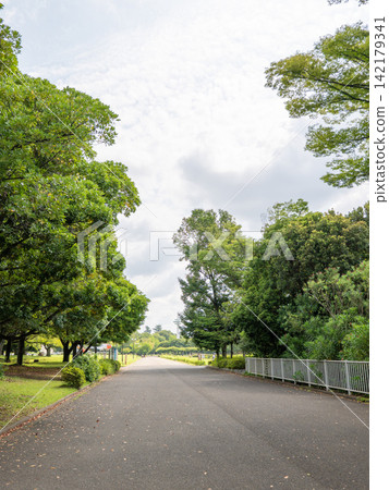 一個綠樹成蔭、道路蜿蜒的夏季公園。 142179341