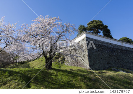 在Nihonmatsu城堡的櫻花 在Nihonmatsu城堡的櫻花 142179767