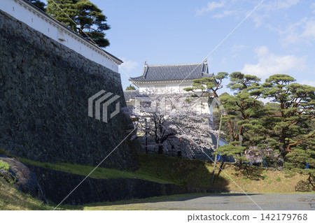 在Nihonmatsu城堡的櫻花 在Nihonmatsu城堡的櫻花 142179768
