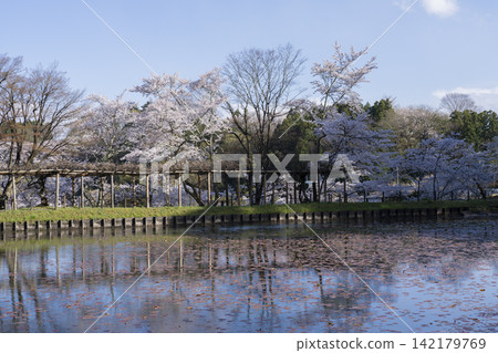 在Nihonmatsu城堡的櫻花 在Nihonmatsu城堡的櫻花 142179769