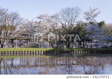在Nihonmatsu城堡的櫻花 在Nihonmatsu城堡的櫻花 142179771