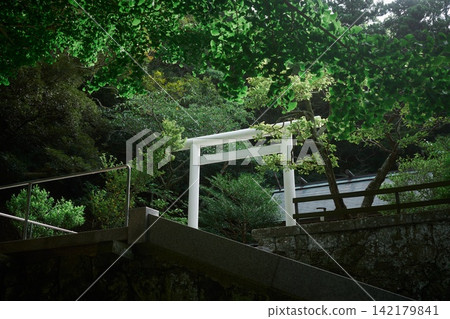Awa Shrine in Chiba Prefecture: A shrine approach with a white torii gate and stone steps, surrounded by lush greenery, creating a peaceful scene. Awa Shrine in Chiba Prefecture: A shrine approach with a white torii gate and stone steps, surrounded by lush greenery, creating a peaceful scene. 142179841