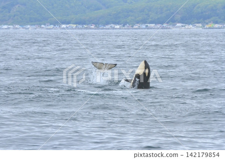 A spectacular orca breach in the Nemuro Strait A spectacular orca breach in the Nemuro Strait 142179854