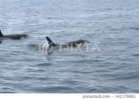 A view of two orcas swimming majestically in the Nemuro Strait. A view of two orcas swimming majestically in the Nemuro Strait. 142179861
