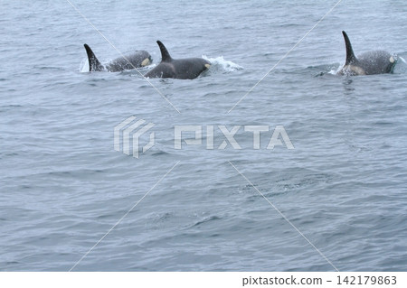 A pod of orcas swims through the Nemuro Strait, splashing water everywhere. 142179863
