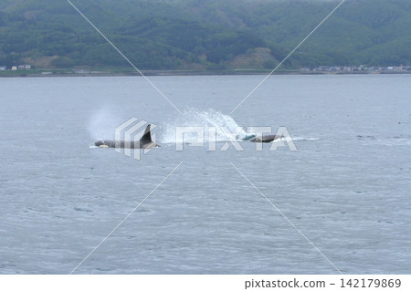 虎鯨在根室海峽遊來游去,濺起陣陣水花。 虎鯨在根室海峽遊來游去,濺起陣陣水花。 142179869