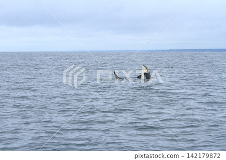 Orcas leap out of the water and appear on the surface of the Nemuro Strait. 142179872