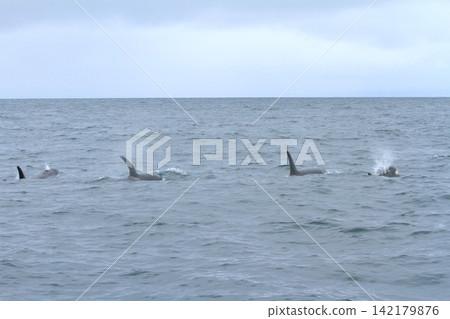 A pod of orcas swims through the Nemuro Strait, splashing water everywhere. A pod of orcas swims through the Nemuro Strait, splashing water everywhere. 142179876