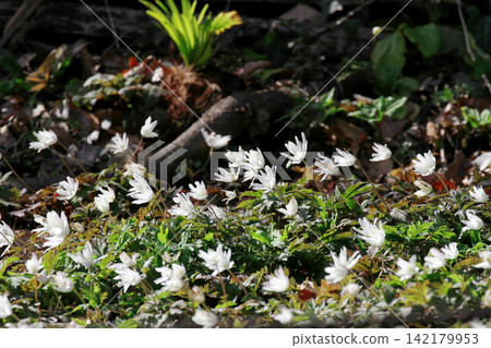 春天,森林地面上盛開著成簇的銀蓮花(Anemone pseudoaltaica)。 春天,森林地面上盛開著成簇的銀蓮花(Anemone pseudoaltaica)。 142179953