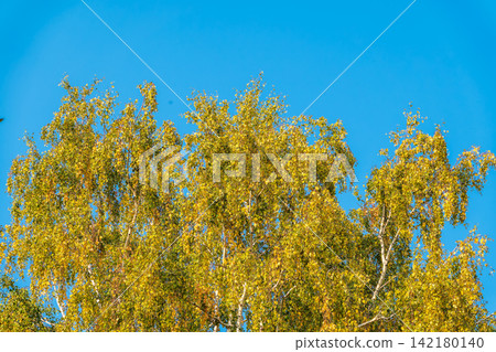 Golden autumn forest with tall trees and a thick carpet of fallen leaves. A warm, cozy autumn atmosphere. 142180140