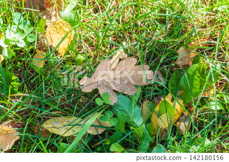 Orange and yellow fallen leaves with dew drops. Autumn leaves with water drops close-up. Orange and yellow fallen leaves with dew drops. Autumn leaves with water drops close-up. 142180156