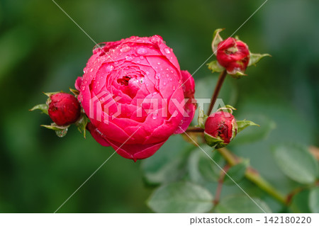 Blooming red rose bud with raindrops close up Blooming red rose bud with raindrops close up 142180220