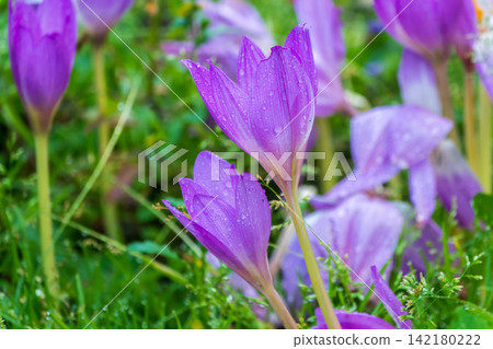 Purple primroses with water drops after rain Purple primroses with water drops after rain 142180222