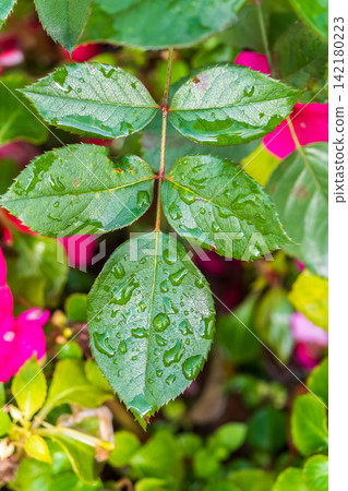 Green leaves with water drops after rain Green leaves with water drops after rain 142180223