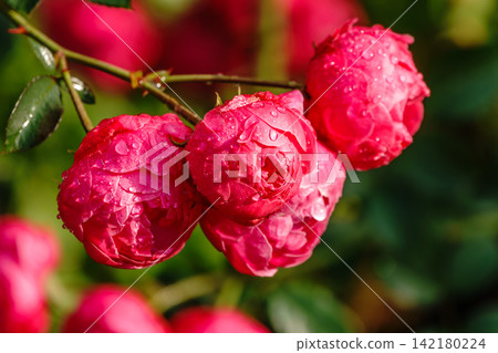 Blooming red rose bud with raindrops close up Blooming red rose bud with raindrops close up 142180224
