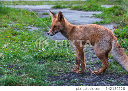 The red fox Vulpes vulpes walks along a path in the forest. The red fox Vulpes vulpes walks along a path in the forest. 142180228