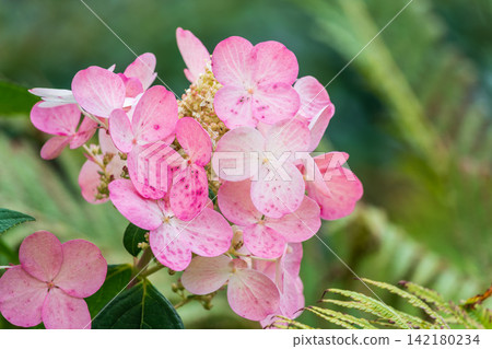 Romantic, soft and beautiful pattern pink hydrangea flowers background Romantic, soft and beautiful pattern pink hydrangea flowers background 142180234