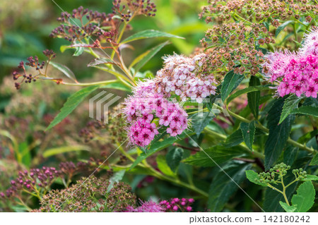Flowers of Spiraea japonica double play pink, the Japanese meadowsweet, Japanese spiraea or Korean spiraea. It is a plant in the family Rosaceae. Flowers of Spiraea japonica double play pink, the Japanese meadowsweet, Japanese spiraea or Korean spiraea. It is a plant in the family Rosaceae. 142180242