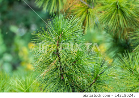 Cedar branches with long fluffy needles with a beautiful blurry background. Cedar branches with fresh shoots in spring. Cedar branches with long fluffy needles with a beautiful blurry background. Cedar branches with fresh shoots in spring. 142180243