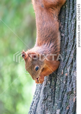 Squirrel sitting upside down on a tree trunk. The squirrel hangs upside down on a tree against colorful blurred background. Close-up. Squirrel sitting upside down on a tree trunk. The squirrel hangs upside down on a tree against colorful blurred background. Close-up. 142180245