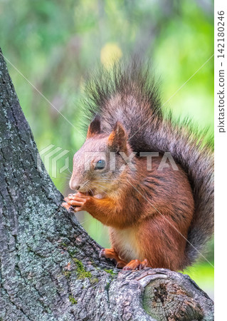 The squirrel with nut sits on a branches in the spring or summer. 142180246