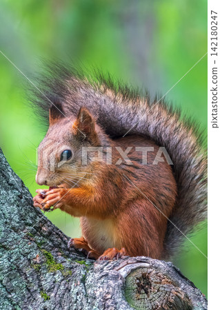 The squirrel with nut sits on a branches in the spring or summer. The squirrel with nut sits on a branches in the spring or summer. 142180247