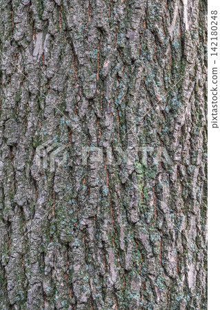 Bark texture and background of a old tree trunk. Detailed bark texture. Bark texture and background of a old tree trunk. Detailed bark texture. 142180248