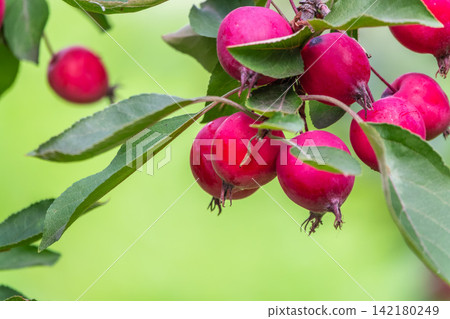 Bright red small wild apples among the yellow leaves in autumn. Bright red small wild apples among the yellow leaves in autumn. 142180249