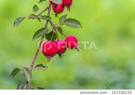 Bright red small wild apples among the yellow leaves in autumn. Bright red small wild apples among the yellow leaves in autumn. 142180250