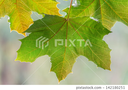 Maple branches with green and yellow leaves in autumn, in the light of sunset. Maple branches with green and yellow leaves in autumn, in the light of sunset. 142180251