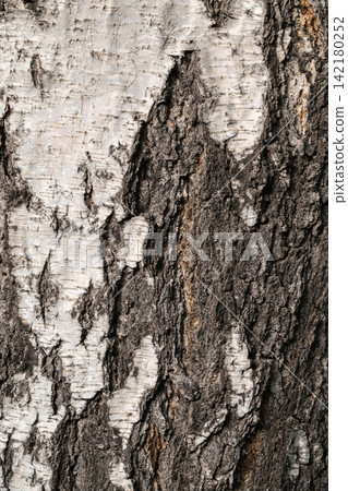 The texture of the birch bark. The texture of the birch bark. 142180252