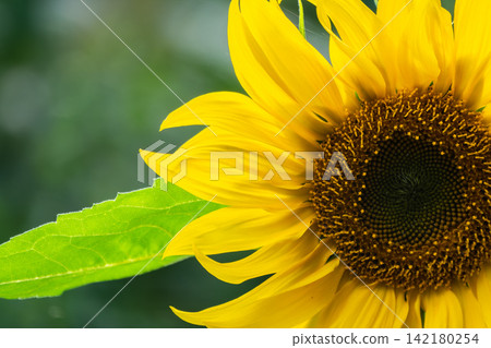 Close-up on the head of sunflower blooming, textures of stamens Close-up on the head of sunflower blooming, textures of stamens 142180254