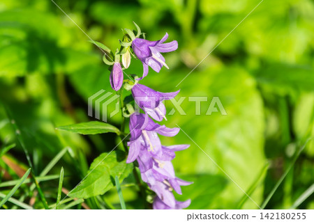 Campanula rapunculoides, creeping bellflower, or rampion bellflower Campanula rapunculoides, creeping bellflower, or rampion bellflower 142180255