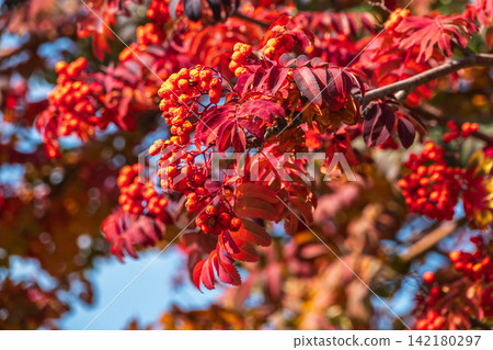 A bunch of red rowan in autumn leaves. A bunch of red rowan in autumn leaves. 142180297
