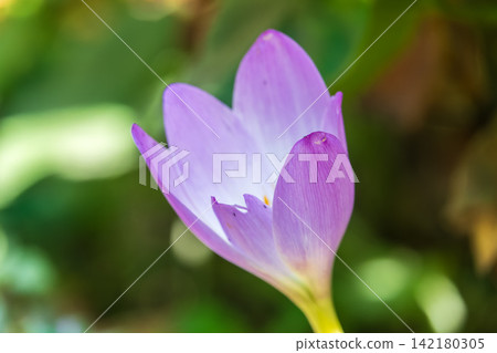 Autumn purple crocuses bloomed above the ground. Autumn purple crocuses bloomed above the ground. 142180305