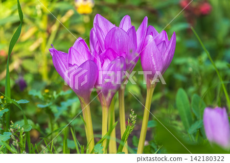 Autumn purple crocuses bloomed above the ground. Autumn purple crocuses bloomed above the ground. 142180322