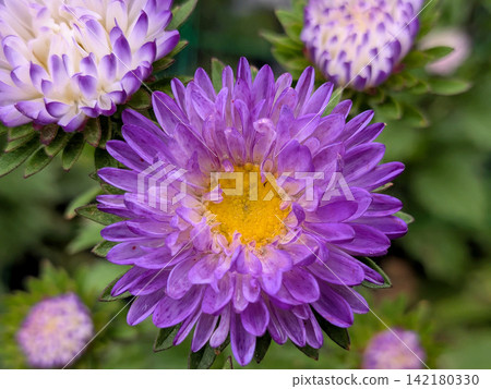 紫菀花盛開,呈現鮮豔的紫色 紫菀花盛開,呈現鮮豔的紫色 142180330