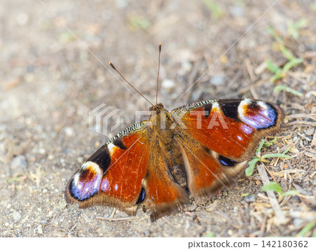 Peacock butterfly on the ground among the grass Peacock butterfly on the ground among the grass 142180362