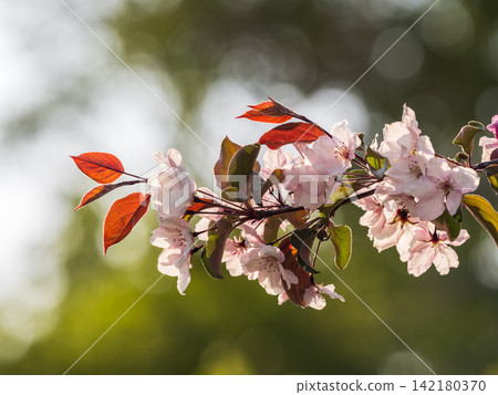Fresh pink flowers of a blossoming apple tree with blured background Fresh pink flowers of a blossoming apple tree with blured background 142180370
