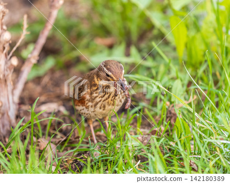Wood bird Redwing, Turdus iliacus, on a sprng lawn. Wood bird Redwing, Turdus iliacus, on a sprng lawn. 142180389