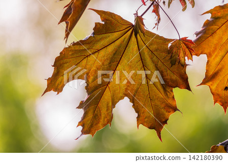 Tree branch with dark red leaves, Acer platanoides, the Norway maple Crimson King. Red Maple acutifoliate Crimson King, young plant with green background. Tree branch with dark red leaves, Acer platanoides, the Norway maple Crimson King. Red Maple acutifoliate Crimson King, young plant with green background. 142180390