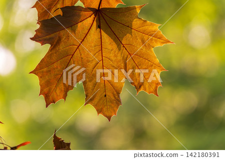 Tree branch with dark red leaves, Acer platanoides, the Norway maple Crimson King. Red Maple acutifoliate Crimson King, young plant with green background. Tree branch with dark red leaves, Acer platanoides, the Norway maple Crimson King. Red Maple acutifoliate Crimson King, young plant with green background. 142180391