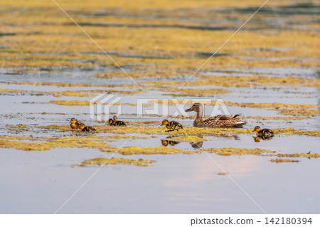 A family of ducks, a duck and its little ducklings are swimming in the water. The duck takes care of its newborn ducklings. Mallard, lat. Anas platyrhynchos A family of ducks, a duck and its little ducklings are swimming in the water. The duck takes care of its newborn ducklings. Mallard, lat. Anas platyrhynchos 142180394