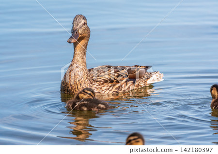 A family of ducks, a duck and its little ducklings are swimming in the water. The duck takes care of its newborn ducklings. Mallard, lat. Anas platyrhynchos A family of ducks, a duck and its little ducklings are swimming in the water. The duck takes care of its newborn ducklings. Mallard, lat. Anas platyrhynchos 142180397