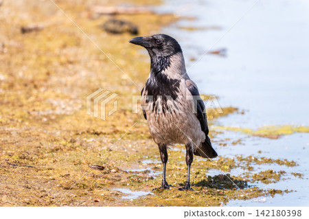 Hooded Crow Standing at the Edge of the Water Hooded Crow Standing at the Edge of the Water 142180398