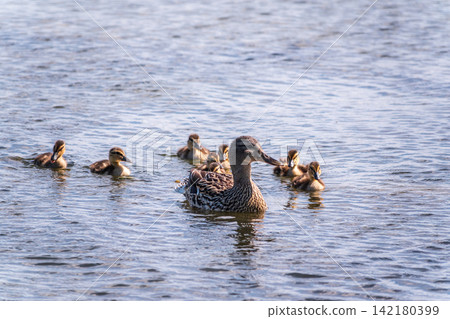 A family of ducks, a duck and its little ducklings are swimming in the water. The duck takes care of its newborn ducklings. Mallard, lat. Anas platyrhynchos A family of ducks, a duck and its little ducklings are swimming in the water. The duck takes care of its newborn ducklings. Mallard, lat. Anas platyrhynchos 142180399