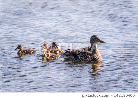 A family of ducks, a duck and its little ducklings are swimming in the water. The duck takes care of its newborn ducklings. Mallard, lat. Anas platyrhynchos A family of ducks, a duck and its little ducklings are swimming in the water. The duck takes care of its newborn ducklings. Mallard, lat. Anas platyrhynchos 142180400