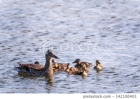 A family of ducks, a duck and its little ducklings are swimming in the water. The duck takes care of its newborn ducklings. Mallard, lat. Anas platyrhynchos A family of ducks, a duck and its little ducklings are swimming in the water. The duck takes care of its newborn ducklings. Mallard, lat. Anas platyrhynchos 142180401