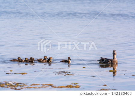 A family of ducks, a duck and its little ducklings are swimming in the water. The duck takes care of its newborn ducklings. Mallard, lat. Anas platyrhynchos A family of ducks, a duck and its little ducklings are swimming in the water. The duck takes care of its newborn ducklings. Mallard, lat. Anas platyrhynchos 142180403