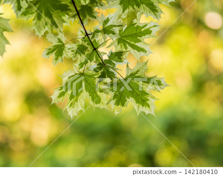Green and white foliage of Norway Maple 'Drummondii' - Acer platanoides Variegata Green and white foliage of Norway Maple 'Drummondii' - Acer platanoides Variegata 142180410
